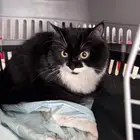 للتبني