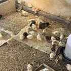 تم البيع الله يبارك لمشتري