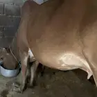 بقره للبيع