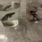 سمكتين للبيع الوحده 25   والثنتين 50