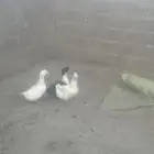 عدد ثلاث بط للبيع