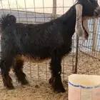 تيس مشروع فحل نادر