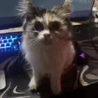 هملايا عمرها 4اشهر داخل في الخامس