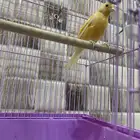 كناري أنثى جاهزه