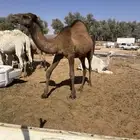 للبيع حشو العدد 9 فيهن بكرتين و7 قعدان