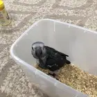 فرخ كاسكو غيني للبيع(تم البيع)