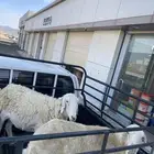 ضان