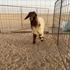 طليان للبيع واحد نعيمي والثاني مهجن