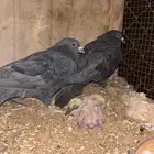 للبيع جوز قلابة