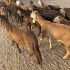 سواكن حمري
