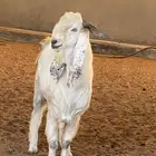 تيوس صنف هولندي