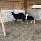 للبيع شاه حدرها رخل