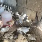 صوص مشكل للبيع