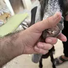 عنز ثنيه