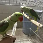 جوز نيبالي سوبر جامبو ( أليف ومتكلم )