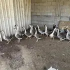 وز عراقي اصلي