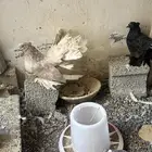 مجموعة رقاص