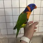 للبيع طير لوري رد كولار