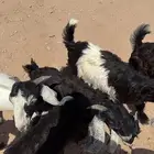 تيوس ذبائح