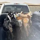 تيوس للبيع العدد 12