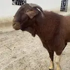 فحل صنف