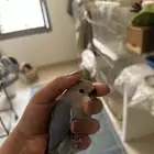 فرخ روز اليف