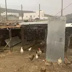 للبيع دجاج