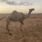 لقحة