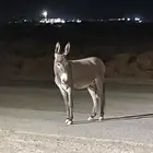 حمار ضال الي له نظر يجي ياخذه