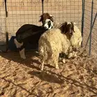 طليان نعيمي 2 نجدي1 كفو ونهائي