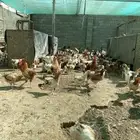 للبيع دجاج بلدي عمر ثمان وتسع شهور تقريبا