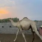 بسم الله الرحمن نعرض لكم حشوان مربا فل