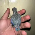 للبيع بارتويت فراخه اللون ازرق