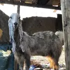 مشالله معزه هولنديه