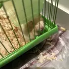 هامستر للتبني ( فرفور ) حي المروه