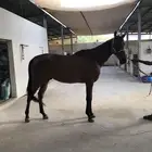 حصان ثروبرد قفز هادي