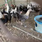 دجاج