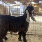 تيس عارضي صنف