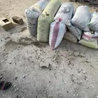 تمر علف اكياس شرط فل