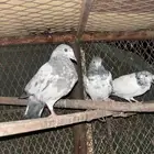 حمام بكستاني