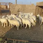 بهم ضحايا فاخر من الاخر