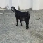تيس للبيع