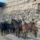 تيوس للبيع