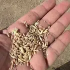 مخلوط قمح معيه مع شعير