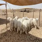 حري ذبايح مناسبات ذبائح ثلاجه يوجد صلخ وتوصيل الى باب البيت