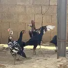 دجاج باكستاني دم صافي