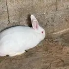 للبيع ذكر فرنسي