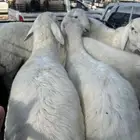 خرفان حريات اعمار من6شهور