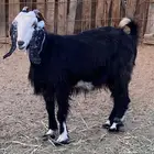 معزا