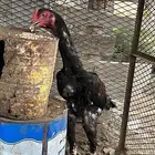 ديك شامو